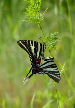 Zebra Swallowtail Mating Pair